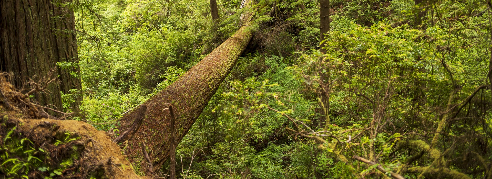 Green forest